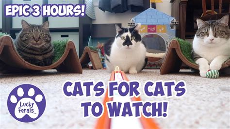 Cat video for cats to watch. Things To Know About Cat video for cats to watch. 